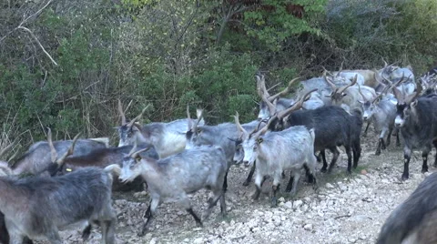 Herd of Goats Stock Footage 59472363