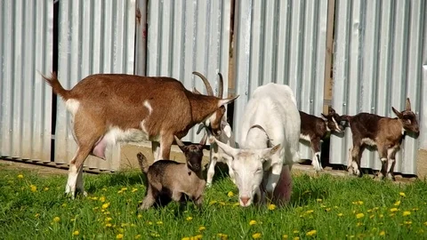 Herd of goats Stock Footage 70140471
