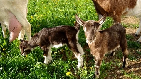 Herd of goats Stock Footage 70140681