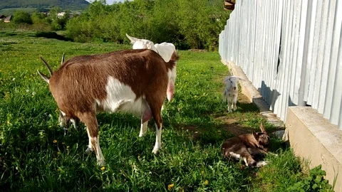 Herd of goats Stock Footage 70140806