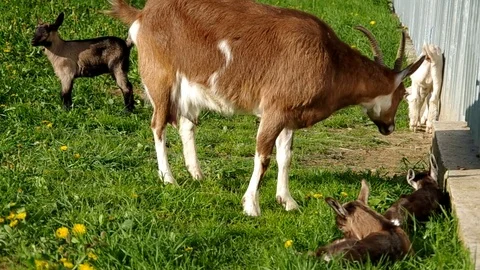 Herd of goats Stock Footage 72124194