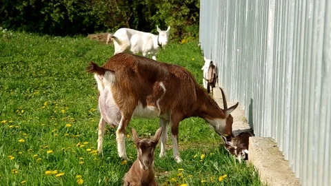 Herd of goats Stock Footage 72902659