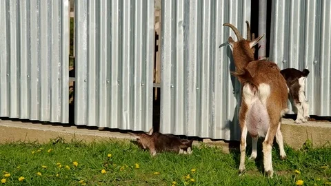 Herd of goats Stock Footage 73149323