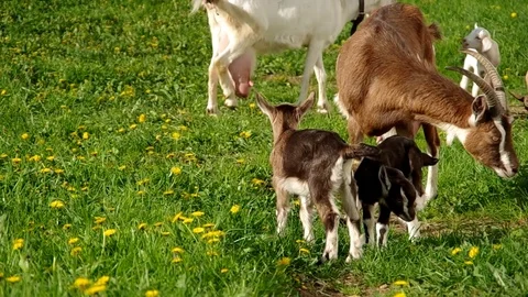 Herd of goats Stock Footage 73149513