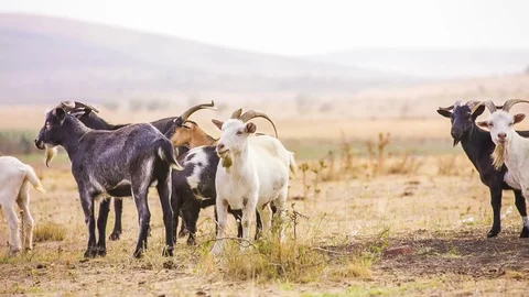 Herd of Goats Stock-Footage 79030791