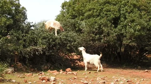 Herd of goats 스톡 동영상 164629537