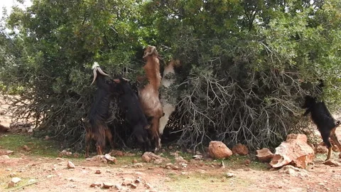 Herd of goats Stock Footage 164630264