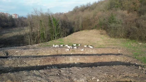 Herd of goats Video stock 261747048