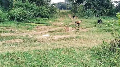 Herd of goats Video stock 276681325