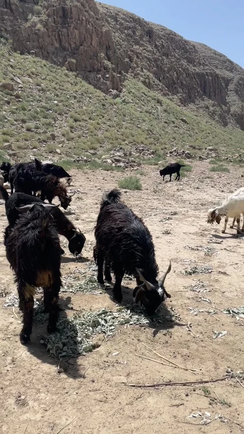 Herd of goats Stock Footage 280172680