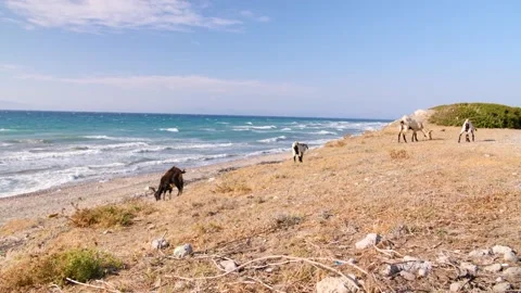 Herd of Goats in Front of the Sea Stock Footage 158236515