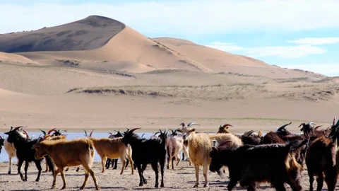 A herd of goats grazes on the border of the sandy desert 库存影片 144034135