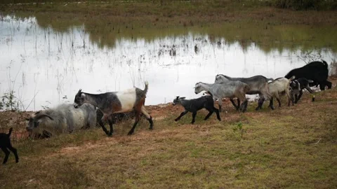 A herd of goats grazing along the edge of a tranquil pond in a grassy field Stock Footage 289436158
