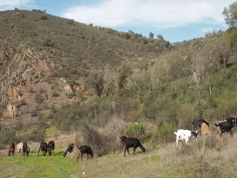 Herd of goats grazing in the field Stock Footage 102230564