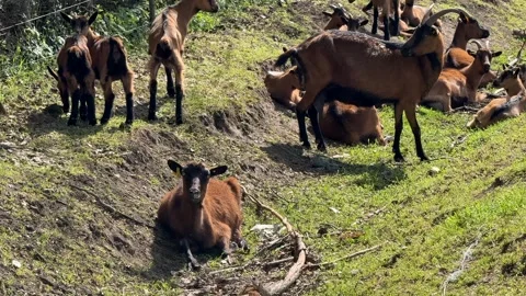 Herd of Goats Grazing Stock Footage 310655714
