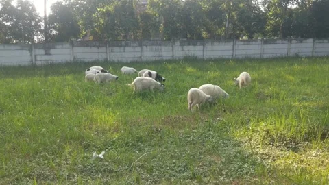 A herd of goats is grazing Stock Footage 315080042