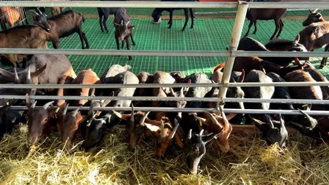 Herd of goats grazing on grass inside a fenced pen Stock-Footage 270236005