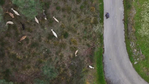 Herd of goats grazing on hillside while a shepherd observes from the path Stock Footage 306180847