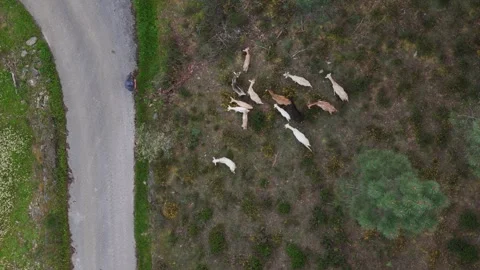 Herd of goats grazing on hillside while a shepherd observes from the path Stock Footage 306180849
