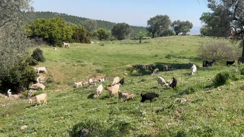 Herd of goats grazing in nature Stock Footage 337156526