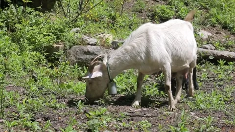 Herd of goats grazing on a sunny hillside in a green forest Stock Footage 330573553