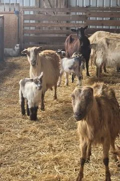 Herd of goats inside barn Stock Photos