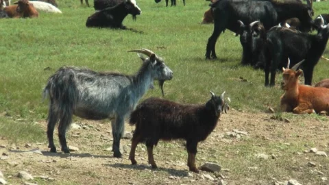 A herd of goats on the lawn. Stock Footage 165690734