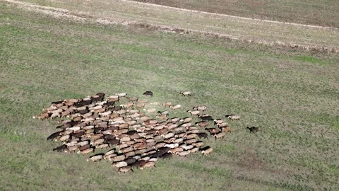 Herd of goats on the meadow in issue-kul region Stock Footage 296871987