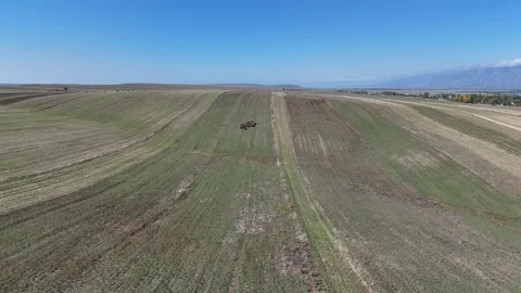 Herd of goats on the meadow in issue-kul region Video stock 296872001