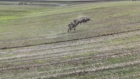Herd of goats on the meadow in issue-kul region Stock Footage 296872002