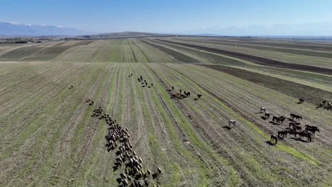 Herd of goats on the meadow in issue-kul region Stock Footage 296894625