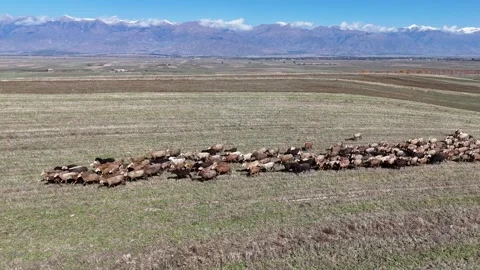 Herd of goats on the meadow in issue-kul region Stock Footage 296894631