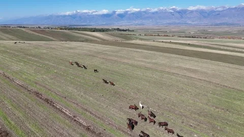 Herd of goats on the meadow in issue-kul region Stock Footage 296894737