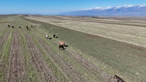 Herd of goats on the meadow in issue-kul region Stock Footage 296894757