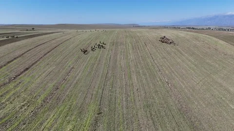 Herd of goats on the meadow in issue-kul region Stock Footage 296894785