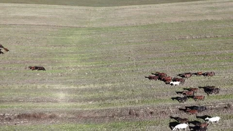 Herd of goats on the meadow in issue-kul region Stock Footage 296894812