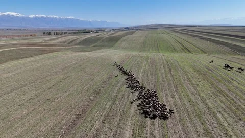 Herd of goats on the meadow in issue-kul region Stock Footage 296896003