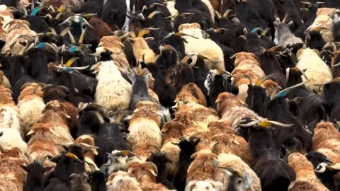 Herd of goats moving across a sunlit open pasture Stock-Footage 341328696