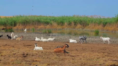 Herd Of Goats At Nature Stock-Footage 41507910