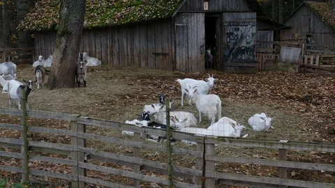 Herd of Goats Next to Old Barn Stock-Footage 118293774