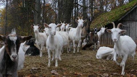 Herd of Goats Next to Old Barn Stock-Footage 118294586