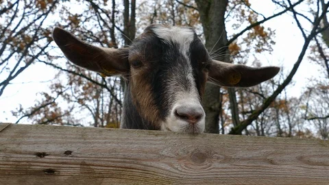 Herd of Goats Next to Old Barn Stock-Footage 118295122