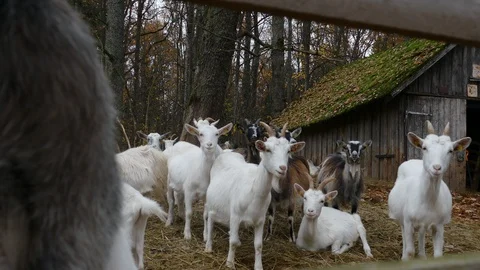 Herd of Goats Next to Old Barn Stock-Footage 118295606