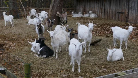 Herd of Goats Next to Old Barn Stock-Footage 118295898