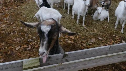Herd of Goats Next to Old Barn Stock-Footage 118296017