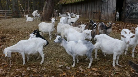 Herd of Goats Next to Old Barn Stock-Footage 118296241