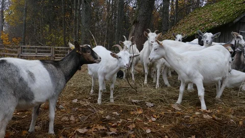 Herd of Goats Next to Old Barn Stock-Footage 118296542