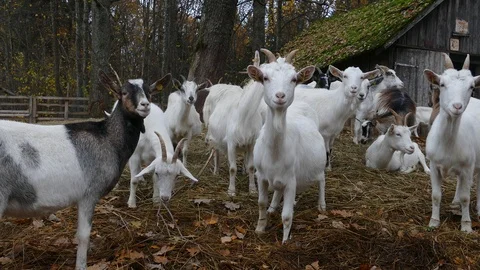 Herd of Goats Next to Old Barn Stock-Footage 118296776