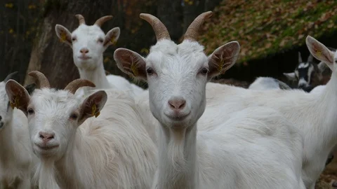 Herd of Goats Next to Old Barn 動画素材 118297072