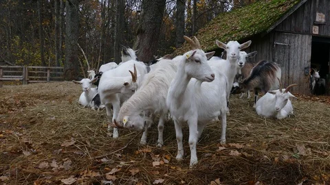 Herd of Goats Next to Old Barn Stock-Footage 118297282